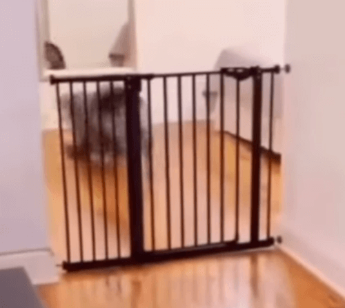 собака проскользнула сквозь ворота