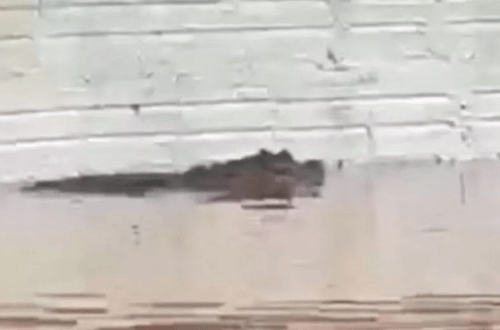 аллигаторы плавают по улицам