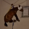 лошадь на третьем этаже
