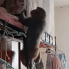 паника из-за обезьяны в общежитии