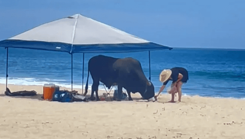 бык напал на пляже на туристку 