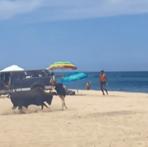 бык напал на пляже на туристку