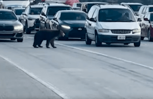 медведь вышел на дорогу 