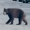 медведь вышел на дорогу