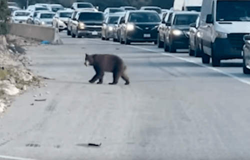 медведь вышел на дорогу