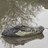 игрушечная голова крокодила 