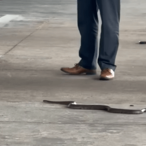 змея приползла в аэропорт 