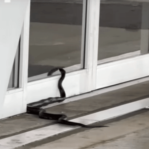 змея приползла в аэропорт