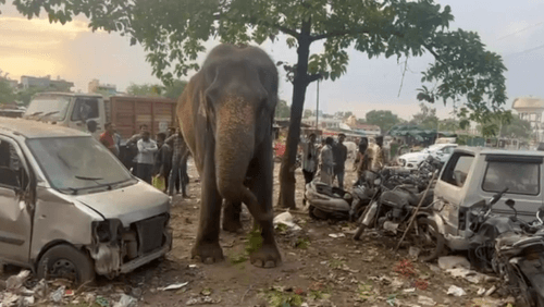 полицейские арестовали слона