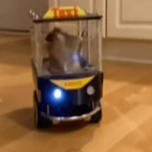 крысы ездят на электромобилях