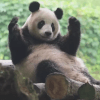 панда чешет спину и танцует