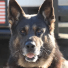 полицейский пёс погиб из-за жары 