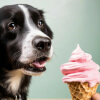 мороженое для собак в магазине