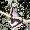 обезьяна с поводком на дереве 