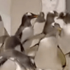 свадьба двух пингвинов