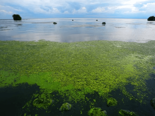 водоросли опасны для собак