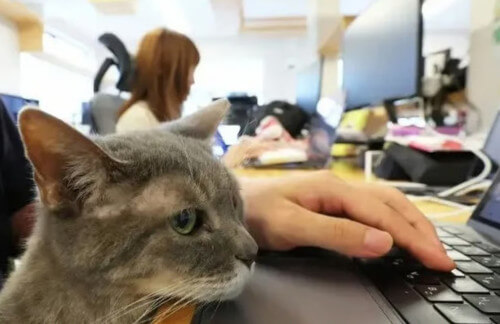 кошки работают в компании