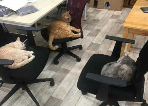 кошки работают в компании