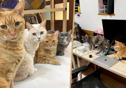 кошки работают в компании