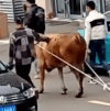 запряг быка в электромобиль