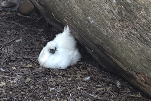 курицу скормили аллигаторам