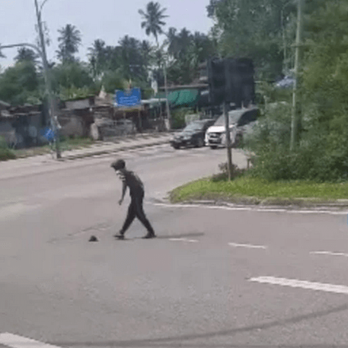 мотоциклист убрал черепаху