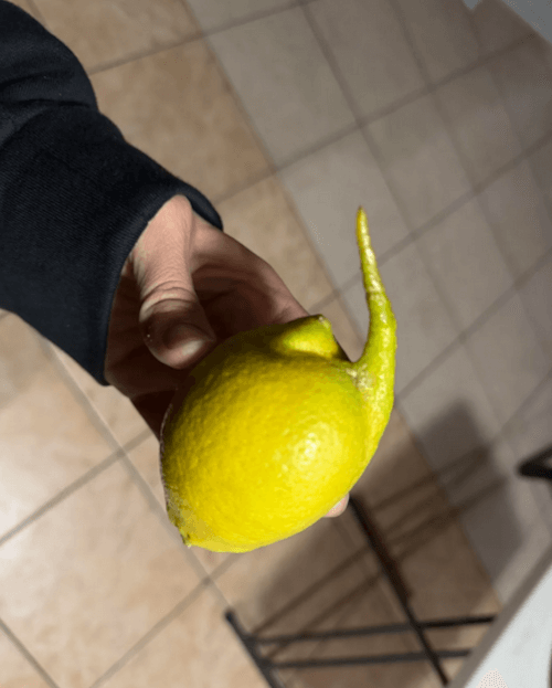 смешной хвостатый лимон