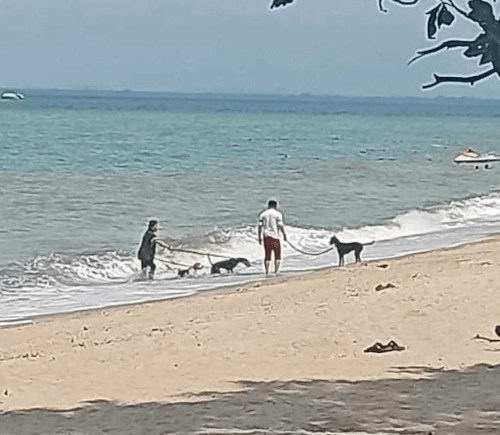 купание собак на пляже