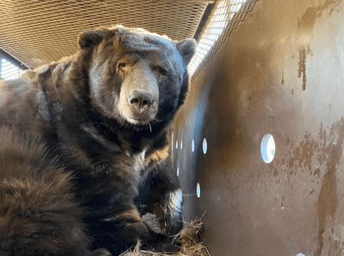 медведь спрятался под домом
