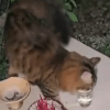кошка выпила воду с алтаря