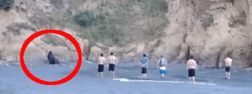закидали камнями морского льва