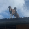 две козы забрались на крышу 