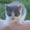 вернулся домой с котёнком 