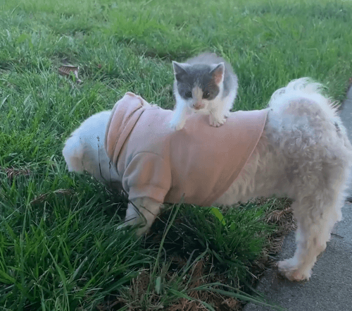 вернулся домой с котёнком
