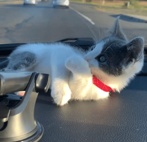 вернулся домой с котёнком