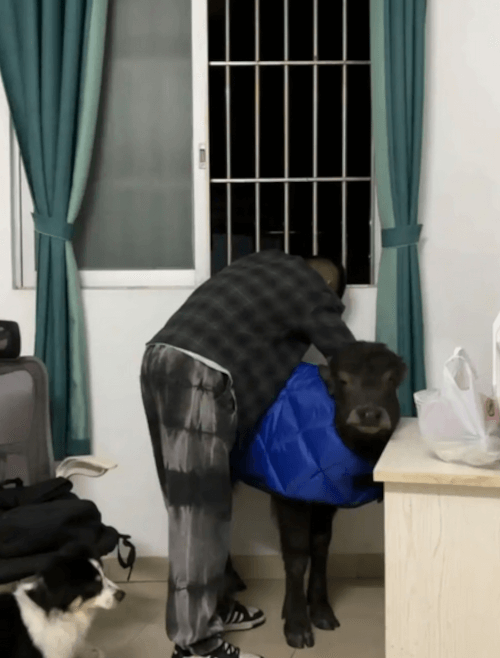 завёл в съёмной квартире буйвола