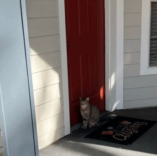 кошка с новорожденными котятами 