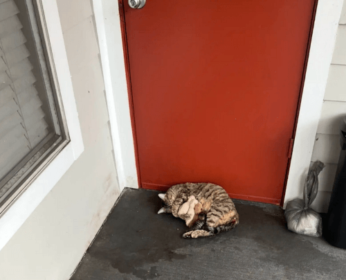 кошка с новорожденными котятами