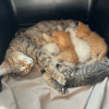 кошка с новорожденными котятами