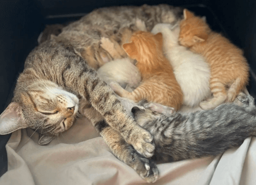 кошка с новорожденными котятами