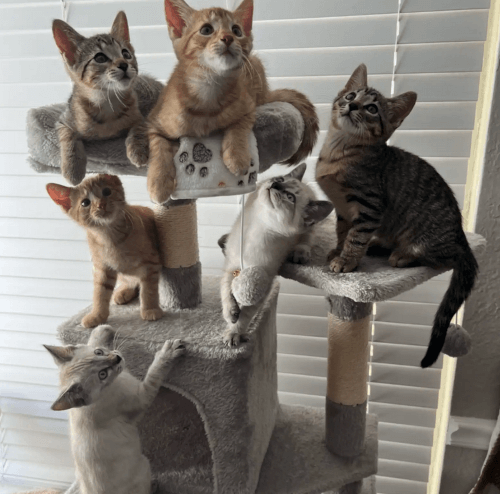 кошка с новорожденными котятами