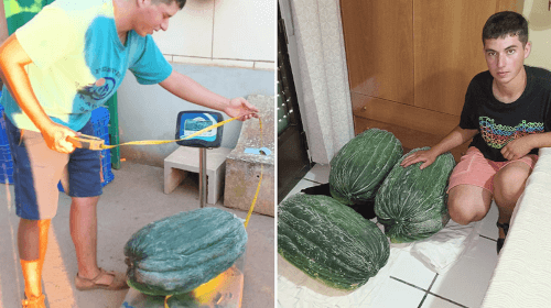 самая тяжёлая дыня в мире