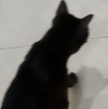 шоколадный батончик для кота