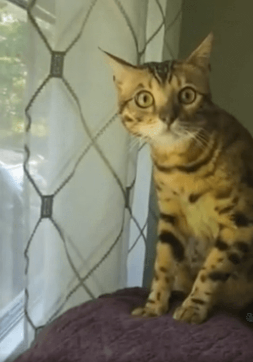 кошка впервые увидела медведя