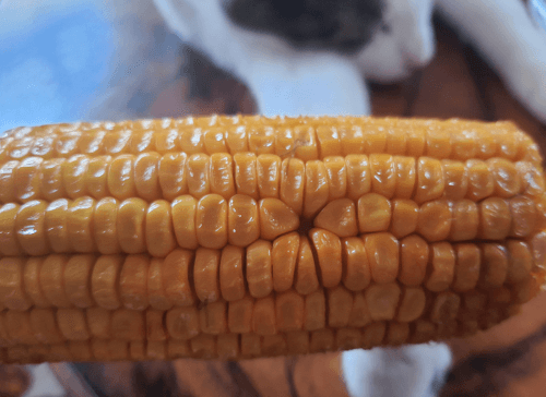 кукурузный початок с дыркой