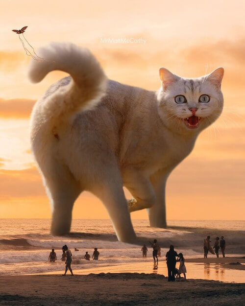 мир гигантских кошек