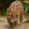 миниатюрная ржавая кошка 
