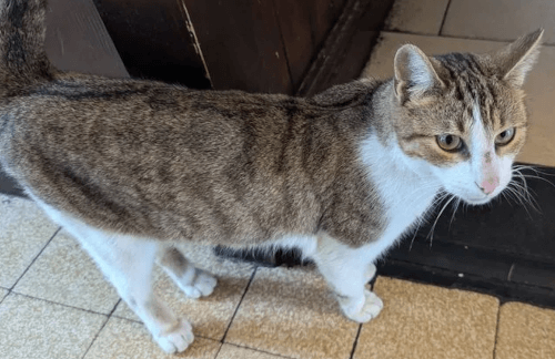 кот сбегал на пивоварню