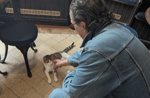 кот сбегал на пивоварню