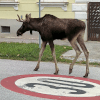лось удивил горожан 